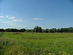 Wet meadow in Szigetkoz, Hungary.jpg