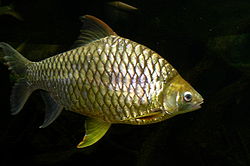 Wetmors Barbe (Hypsibarbus wetmorei) 2.jpg