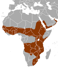 Distribución de la mangosta de cola blanca