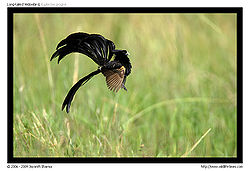 Widow bird.jpg