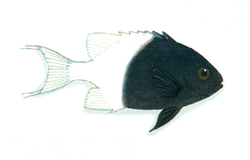 XRF-Chromis dimidiata.png