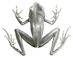 Xenophrys longipes (2).jpg
