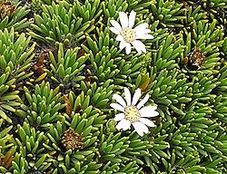 Xenophyllum humile 2.jpg