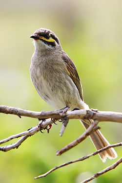 Yellow-faced Honeyeater nov07.jpg