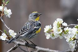 Yellow-rumped-Warbler.jpg