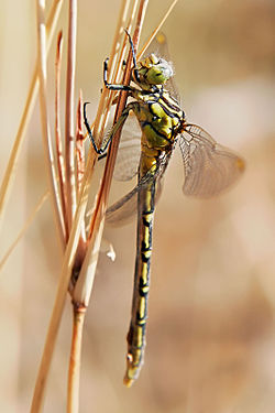 Yellow-striped hunter dragonfly05.jpg