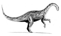 Yunnanosaurus BW.jpg