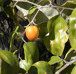 Zizyphus mauritiana fruit.jpg