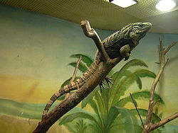 Zoo UL, Cuban Iguana.jpg