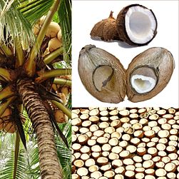 Owoce Orzech kokosowy.jpg