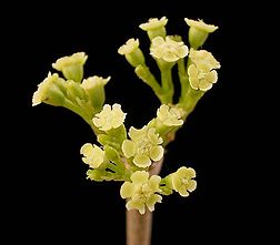 Euphorbia petiolaris2 ies.jpg