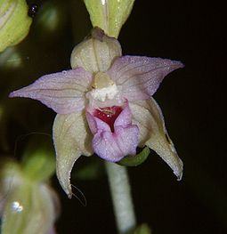 Epipactis neglecta 100705a.jpg