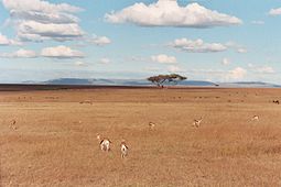 Rebaños en la llanura del Masai Mara