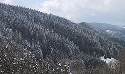 Schwarzwald wald.jpg