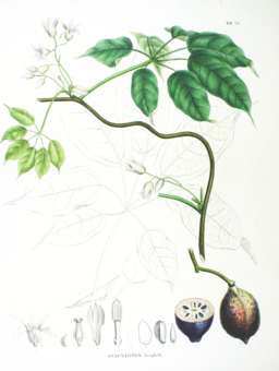 Stauntonia hexaphylla SZ76.png