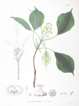 Trochodendron aralioides SZ39.png