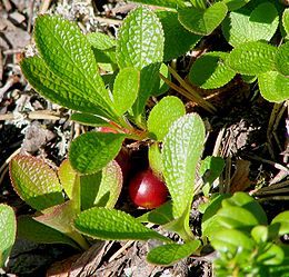 Alpine bearberry in Varrio Nature Reserve, Finland.jpg