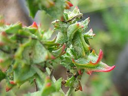 Atriplex littoralis frucht.jpeg