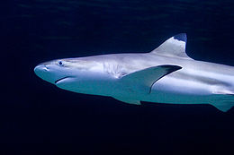 A_rigth shark with a blunt snout and obvious black tips on its pectoral and dorsal fins, against a plain dark background