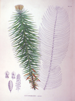 Cunninghamia sinensis SZ105.png