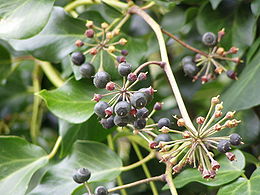 Hedera hibernica berries 1.jpg