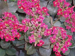 Kalanchoe blossfeldiorum2.jpg