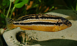 Melanochromis auratus (female).jpg