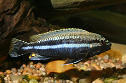 Melanochromis auratus (male).jpg