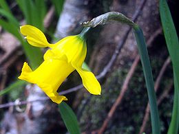Narcissus munozii-garmendiae FlowerCloseup 180109 SierraMadrona.jpg