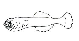 Neoceratias spinifer.JPG