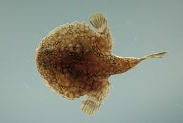 Pancake batfish ( Halieutichthys aculeatus ).jpg