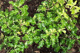 Pittosporum tenuifolium cultivar.jpg