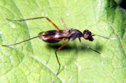 Stilt-legged fly 1.jpg