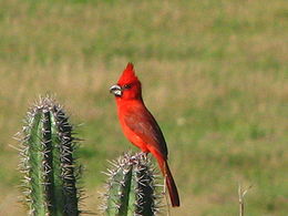 Vermilon Cardinal.JPG