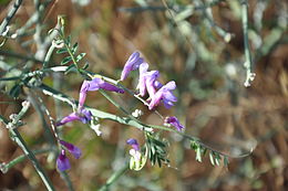 Vicia onobrychioides.jpg