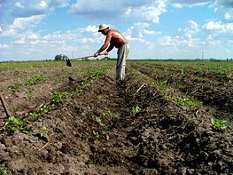 Agricultura en Uruguay.jpg