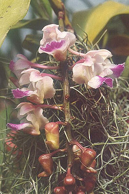 Aerides-falcatum.jpg