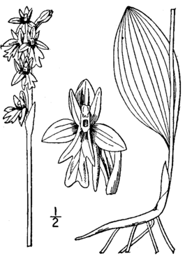 Amerorchis rotundifolia BrittonBrown.png