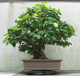 Chinese Quince, 1875-2007.jpg