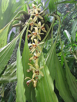 Coelogyne massangeana.JPG