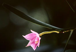 Dimerandra stenopetala - flower 1.jpg