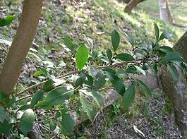 Eurya japonica2.jpg