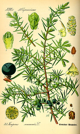Illustration Juniperus communis0.jpg
