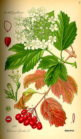 Illustration Viburnum opulus0.jpg