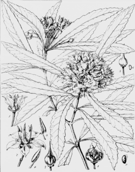 Ixerba brexioides (Hooker's Icones Plantarum, vol 6. Tab 577).png