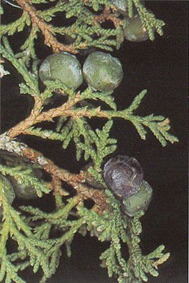 Juniperus thurifera.jpg