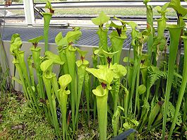 Kew.gardens.pitcher.plant.sarracenia.arp.jpg