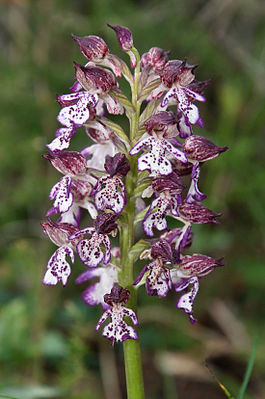 Lady orchid Orchis purpurea inflorescence.jpg