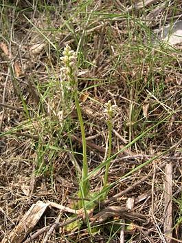 Neotinea maculata alba planta.jpg
