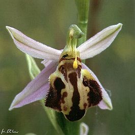 Ophrys apifera botteroni wiki mg-k01.jpg